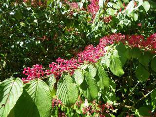 Viburnum plicatum Lanarth (3)