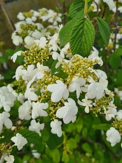 Viorne - VIBURNUM plicatum 'Watanabe' - Arbuste