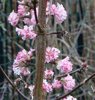 Viorne odorante - VIBURNUM bodnantense 'Dawn' - Arbuste