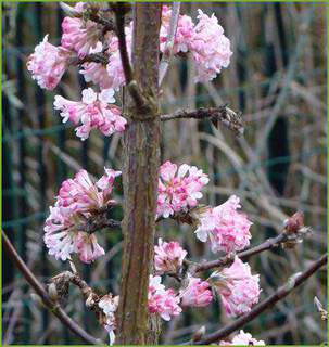 VIBURNUM bodnantense Dawn