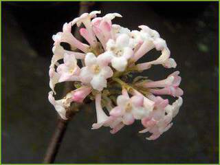 Viburnum bodnatense Charles Lamont 