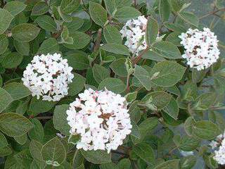 VIBURNUM carlesi aurora