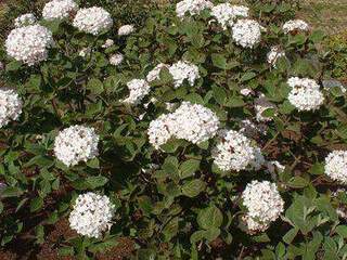 viburnum carlesi aurora MAJ