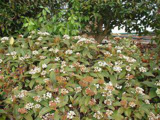 VIBURNUM Davidi