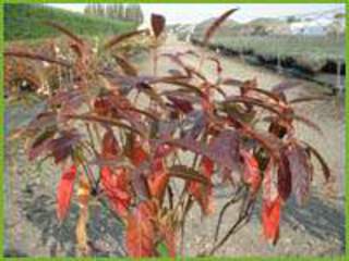 Viburnum nudum Pink Beauty