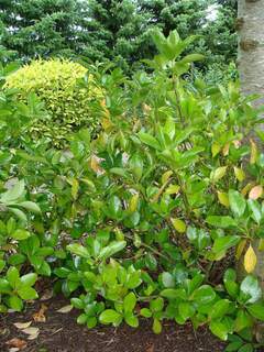 VIBURNUM odoratissimum 