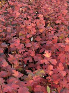 Viburnum opulus 2