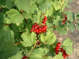 VIBURNUM opulus