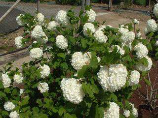 Viorne 'Boule de Neigge' - VIBURNUM opulus 'Roseum' - Arbuste