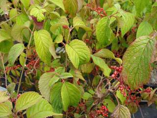 Viorne - VIBURNUM plicatum 'Lanarth' - Arbuste