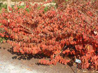 Viorne - VIBURNUM plicatum 'Shasta' - Arbuste