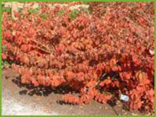 Viburnum plicatum Shasta