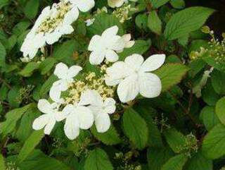 Viorne - VIBURNUM plicatum 'Watanabe' - Arbuste