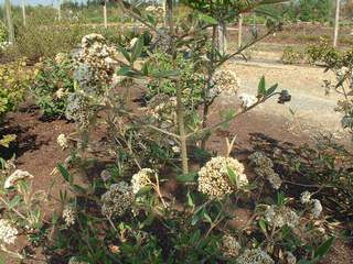 VIBURNUM pragense 1