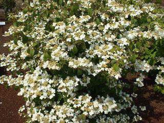 Viorne - VIBURNUM plicatum 'Summer Snow Flake' - Arbuste