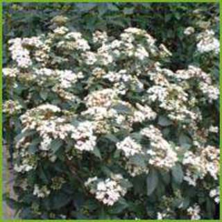 Viburnum tinus 2