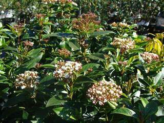 Viburnum tinus 'Spirit' at