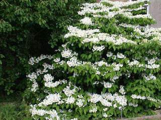 Viburnum tomentosum i