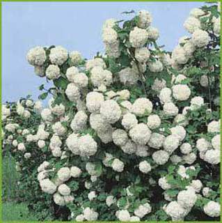 Viburnum-opulus-`Roseum`