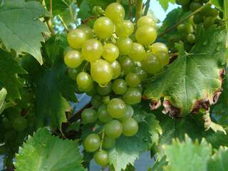 Vitis vinifera - VIGNE ampélia 'Amandin' (INRA) - Arbre fruitier
