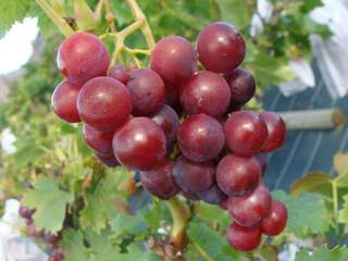 Vitis vinifera - VIGNE 'Cardinal' - Arbre fruitier