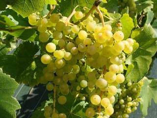Vitis vinifera - VIGNE chasselas 'Doré Fontainebleau' - Arbre fruitier