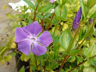 Grande Pervenche - VINCA major - Vivace