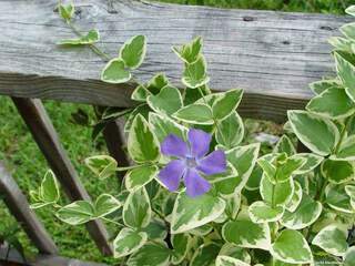 Grande Pervenche - VINCA major 'Variegata' - Vivace