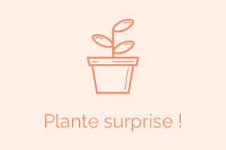 Geranium vivace - Plante cadeau : AGAPANTHE Variée - Vivace