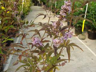 Arbres-au poivre - VITEX agnus castus - Arbuste