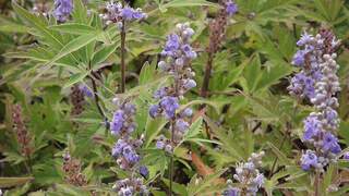 VITEX agnus castus Laciniata