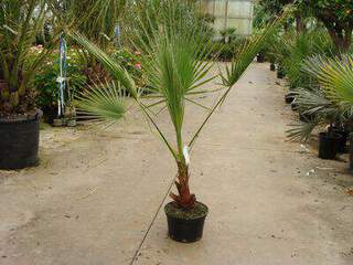 WASHINGTONIA filifera 2