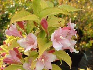 Weigela - WEIGELA looymansii 'Aurea' - Arbuste