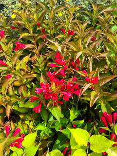 Weigelia All summer red