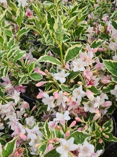 Weigelia kosteriana Variegata