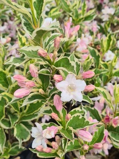 Weigélie - WEIGELA Kosteriana Variegata - Arbuste