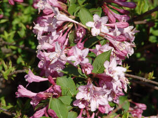 Weigélie - WEIGELA florida 'Pink Princess' - Arbuste