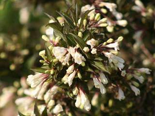 Weigelia pourpre - WEIGELA florida 'Black and White®' - Arbuste