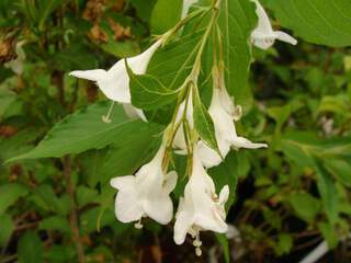 Weigelia blanc - WEIGELA florida 'Snowflake' - Arbuste