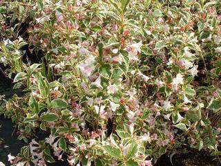 Weigelia panaché - WEIGELA florida 'Nana variegata' - Arbuste