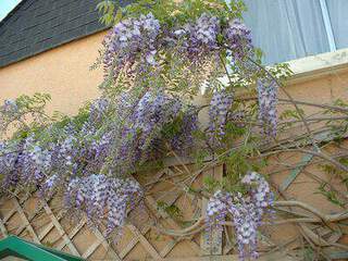 Glycine - WISTERIA sinensis 'Bleu' - Plante grimpante