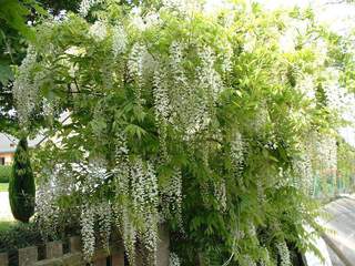 Glycine - WISTERIA sinensis 'Alba' - Plante grimpante