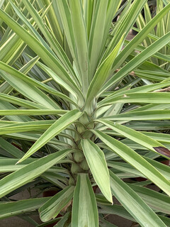 Yucca elephantipes 'Emilia' - YUCCA Emilia - Petit arbre