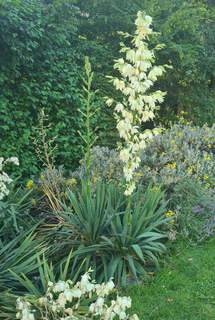 Yucca filamentosa