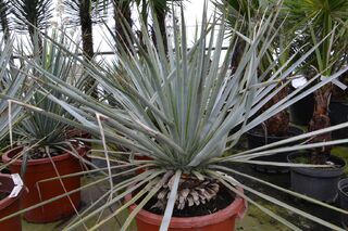 Yucca rigide - YUCCA rigida - Petit arbre