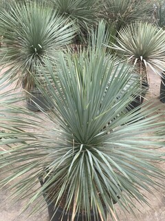 Yucca rostré - YUCCA rostrata - Petit arbre