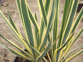 Yucca - YUCCA filamentosa 'Bright Edge' - Arbuste