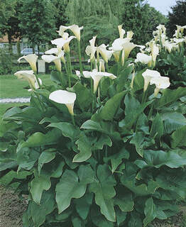 Zantedeschia aethiopica