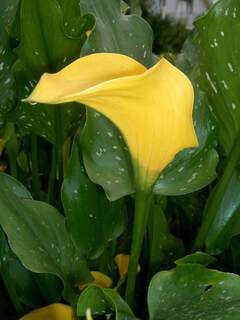 Arum jaune - ZANTEDESCHIA jaune - Bulbe