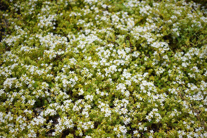 THYMUS praecox Albiflorus